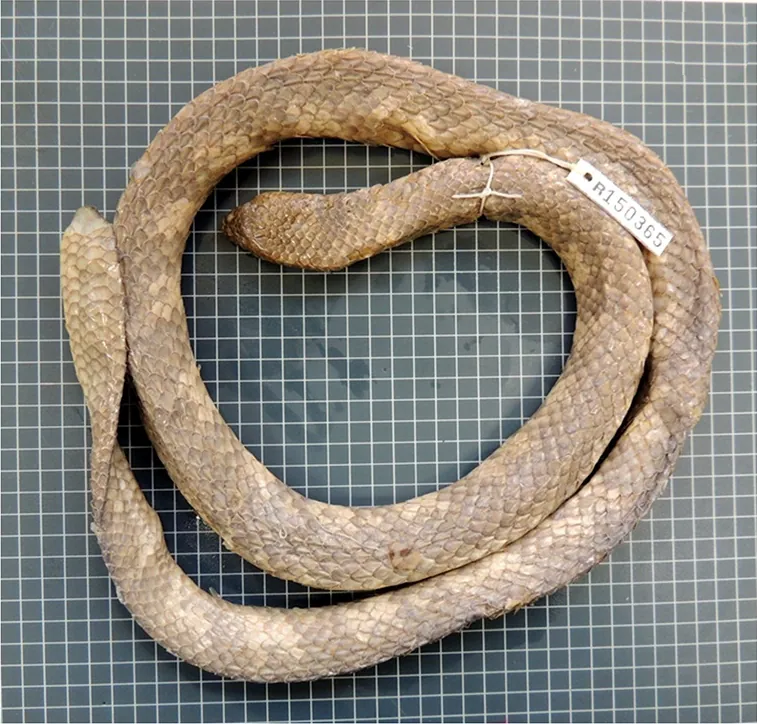 د Leaf-scaled sea snake عکس