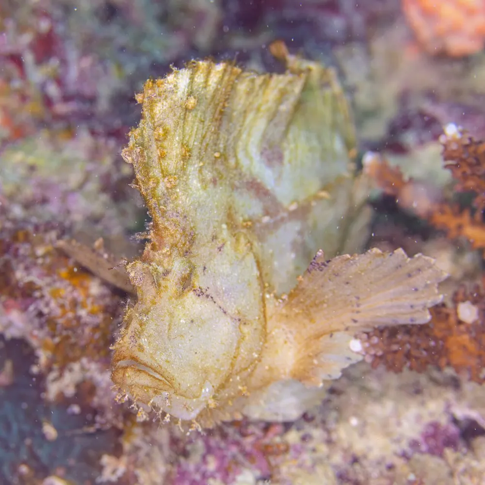 Leaf scorpionfish ఫోటో