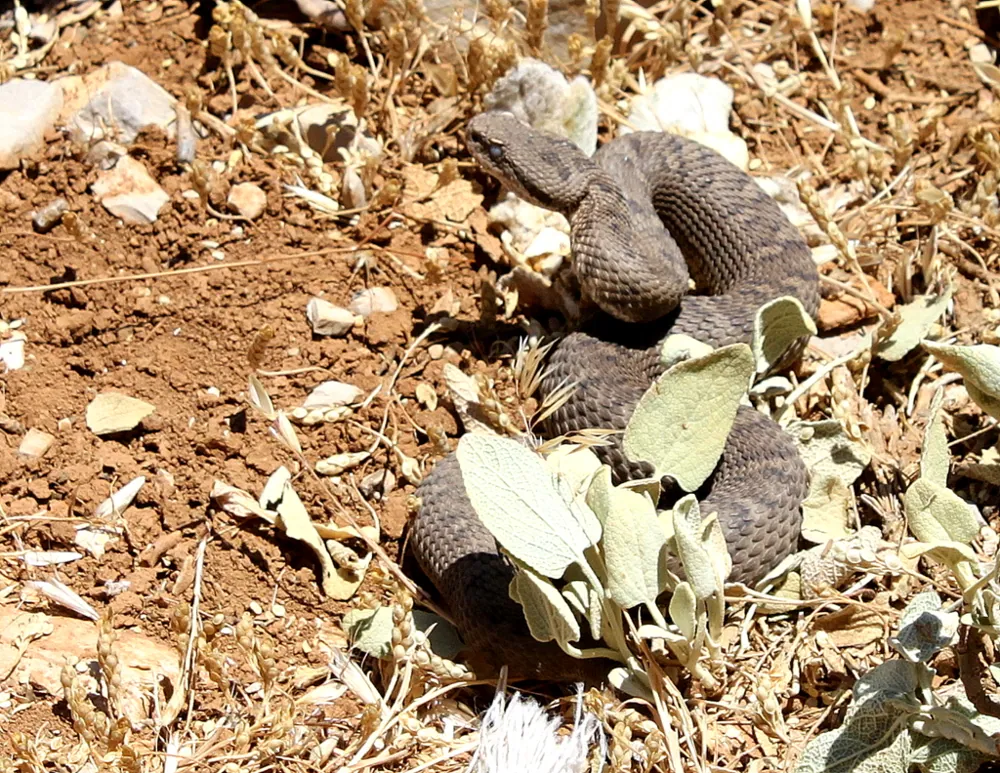 د Lebanon viper عکس