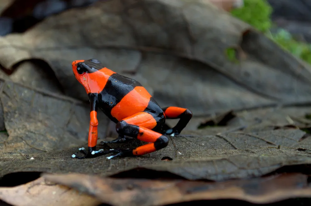 عکس Lehmann's poison frog