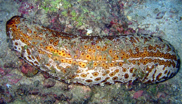 د Leopard sea cucumber عکس