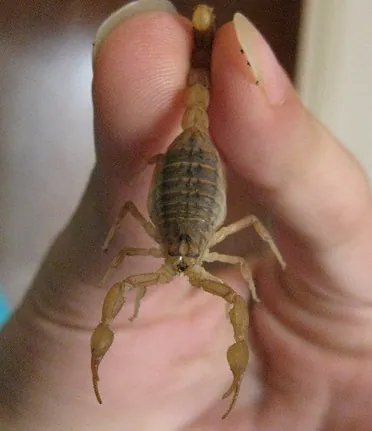 د Lesser Asian scorpion عکس