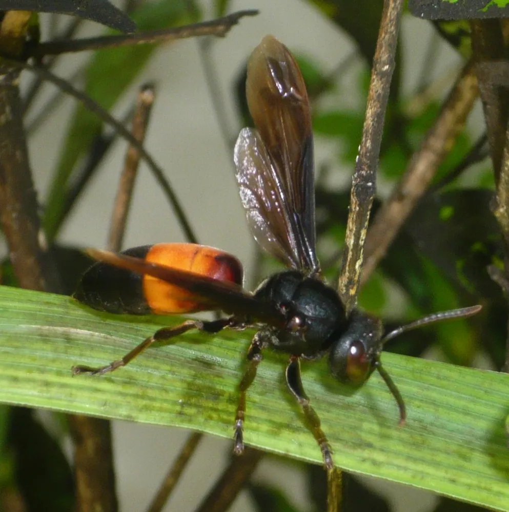 Foto af Lesser banded hornet