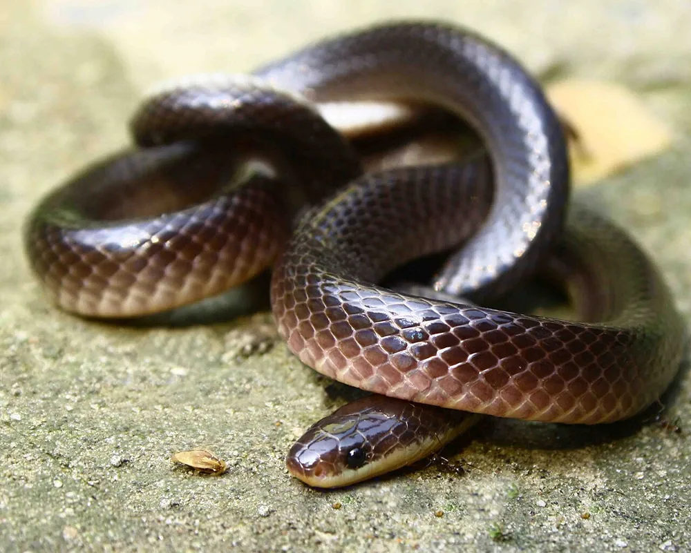 ภาพของLesser black krait