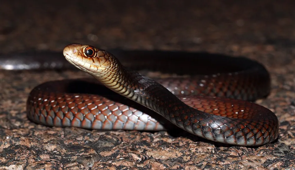 د Lesser black whipsnake عکس