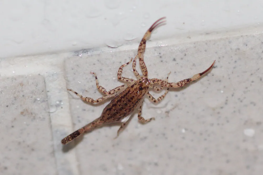 Foto de Lesser brown scorpion