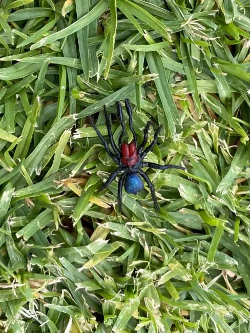 Foto de Lesser red-headed mouse spider