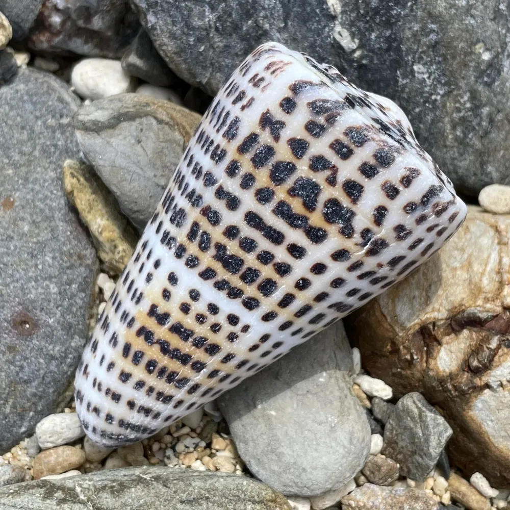 ภาพของLettered cone
