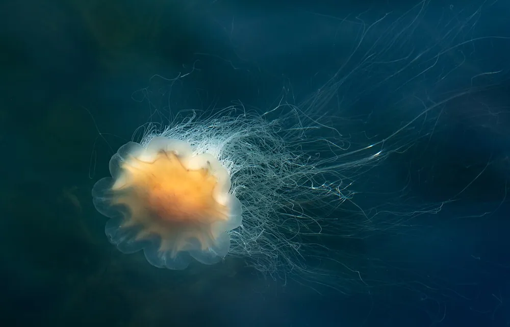 د Lion's mane jellyfish عکس