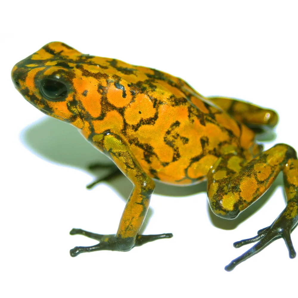 عکس Little devil poison frog