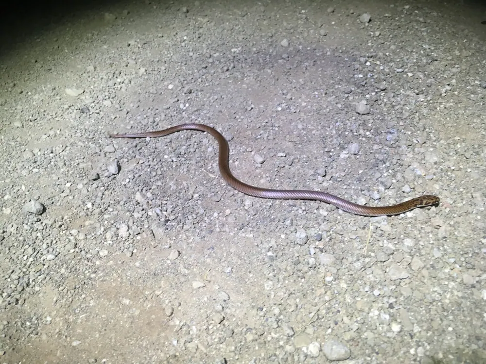 Foto de Little spotted snake