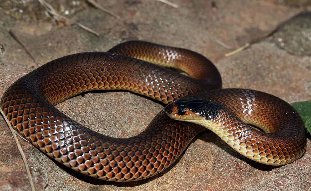 د Little whip snake عکس