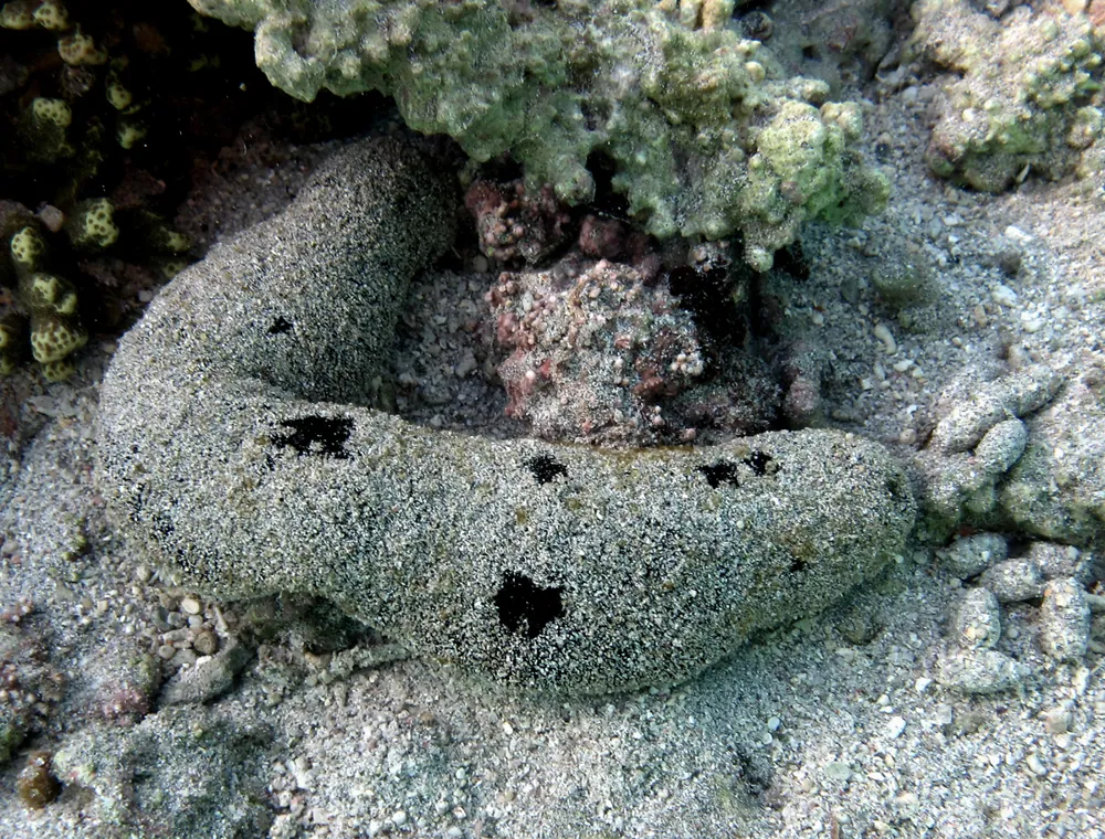 ภาพของLollyfish