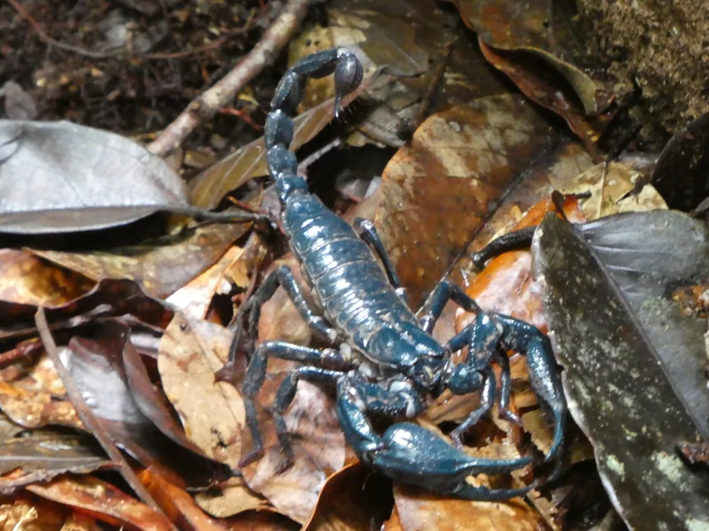 Foto de Long-clawed forest scorpion