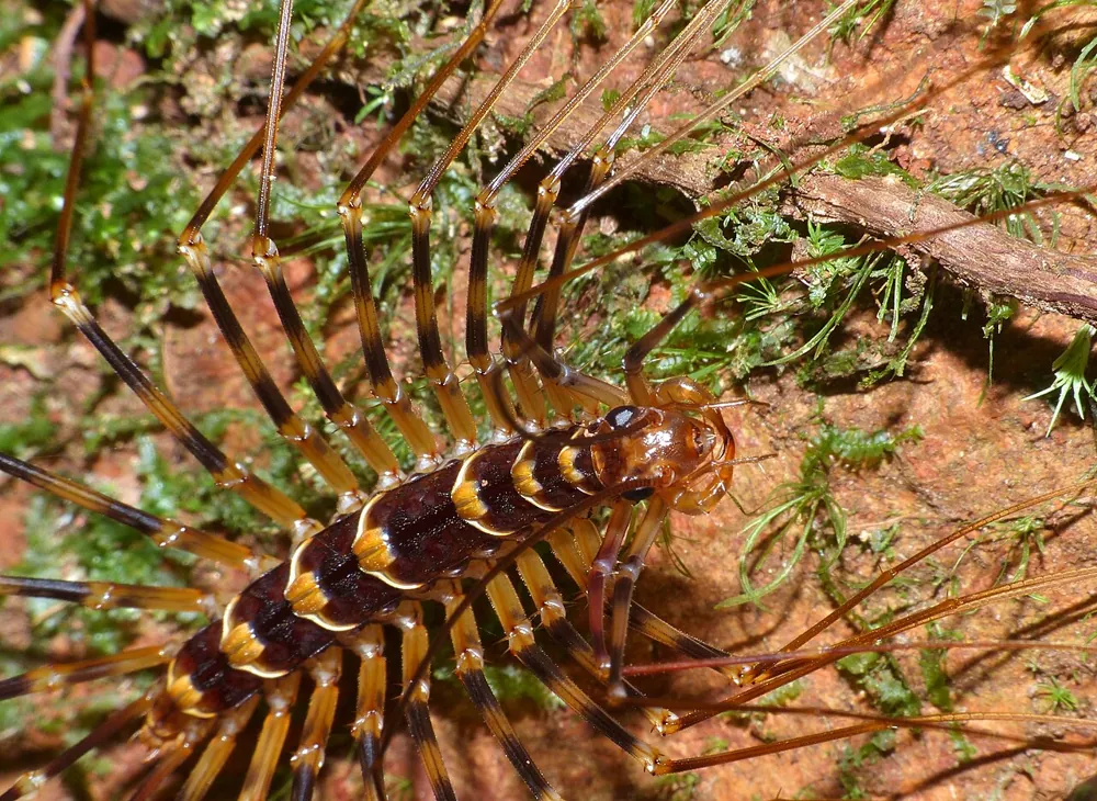 عکس Long-legged house centipede