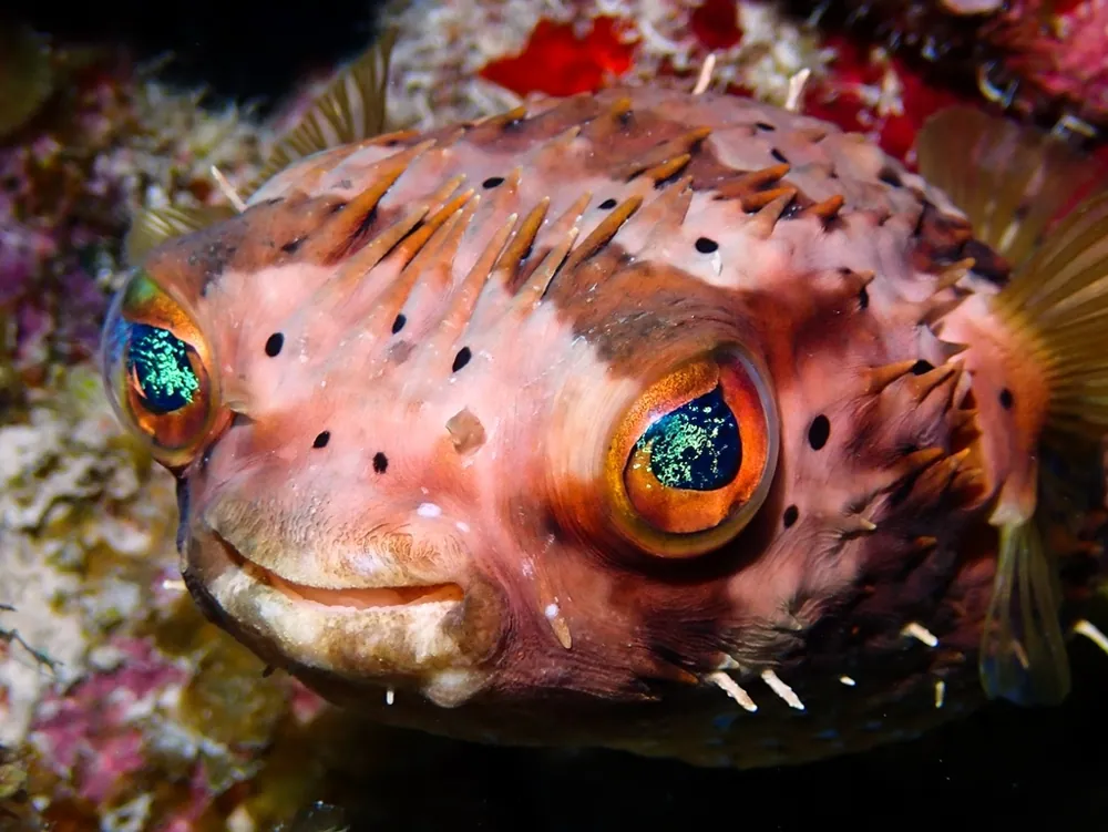 د Long-spine porcupinefish عکس