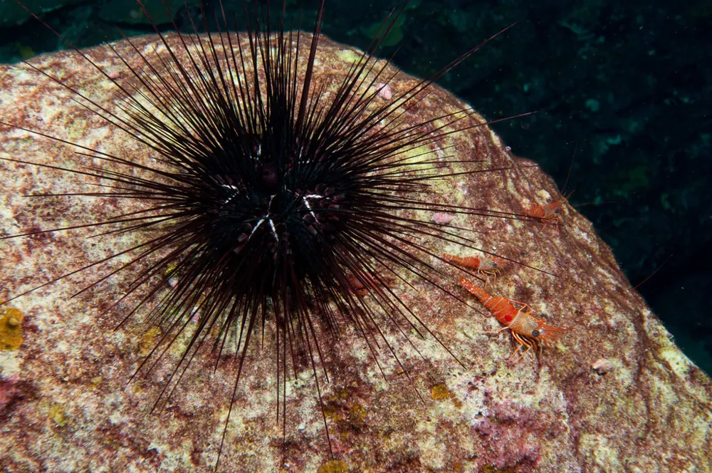 عکس Long-spined sea urchin