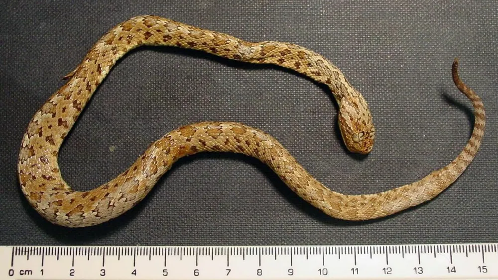 عکس Long-tailed rattlesnake