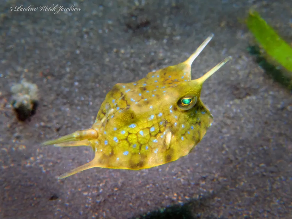 د Longhorn cowfish عکس