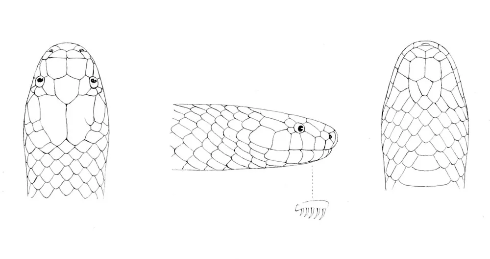 ภาพของLoria forest snake