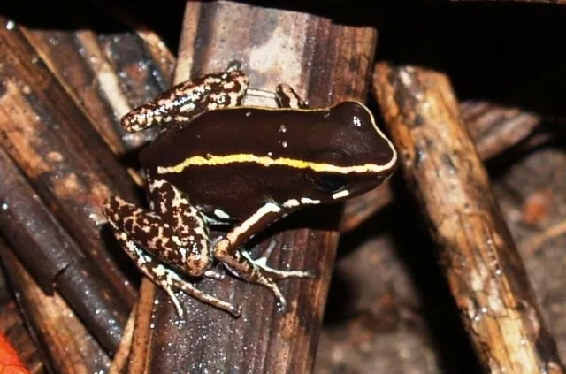 د Lovely poison frog عکس