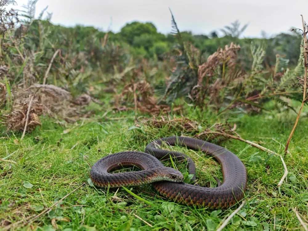 د Lowland copperhead عکس