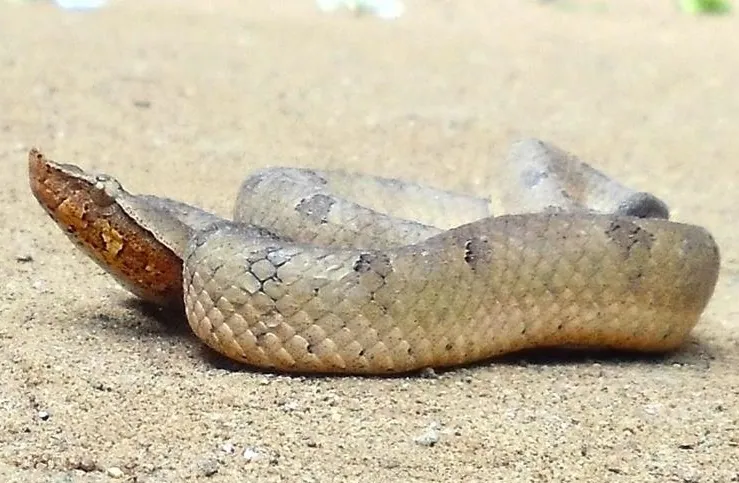عکس Lowland hump-nosed viper