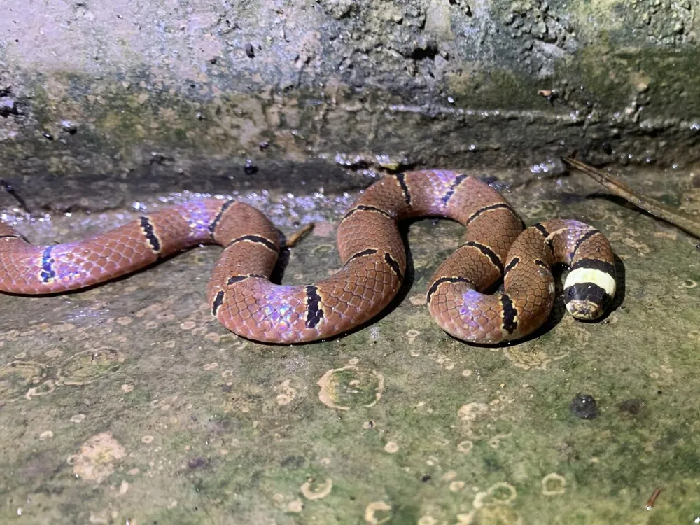 د MacClelland's coral snake عکس