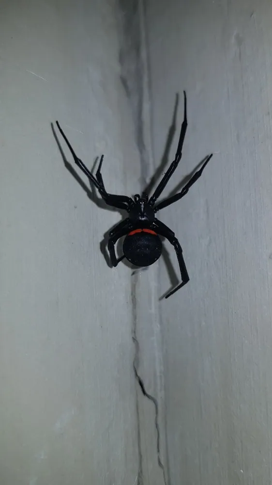 عکس Madagascar black widow