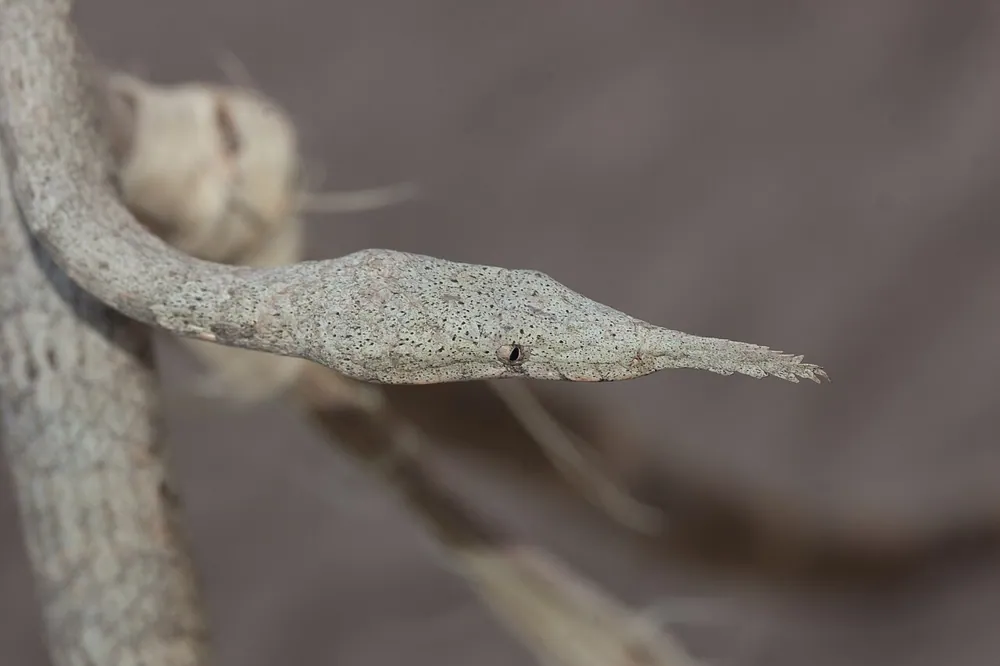 Foto de Madagascar leaf-nosed snake