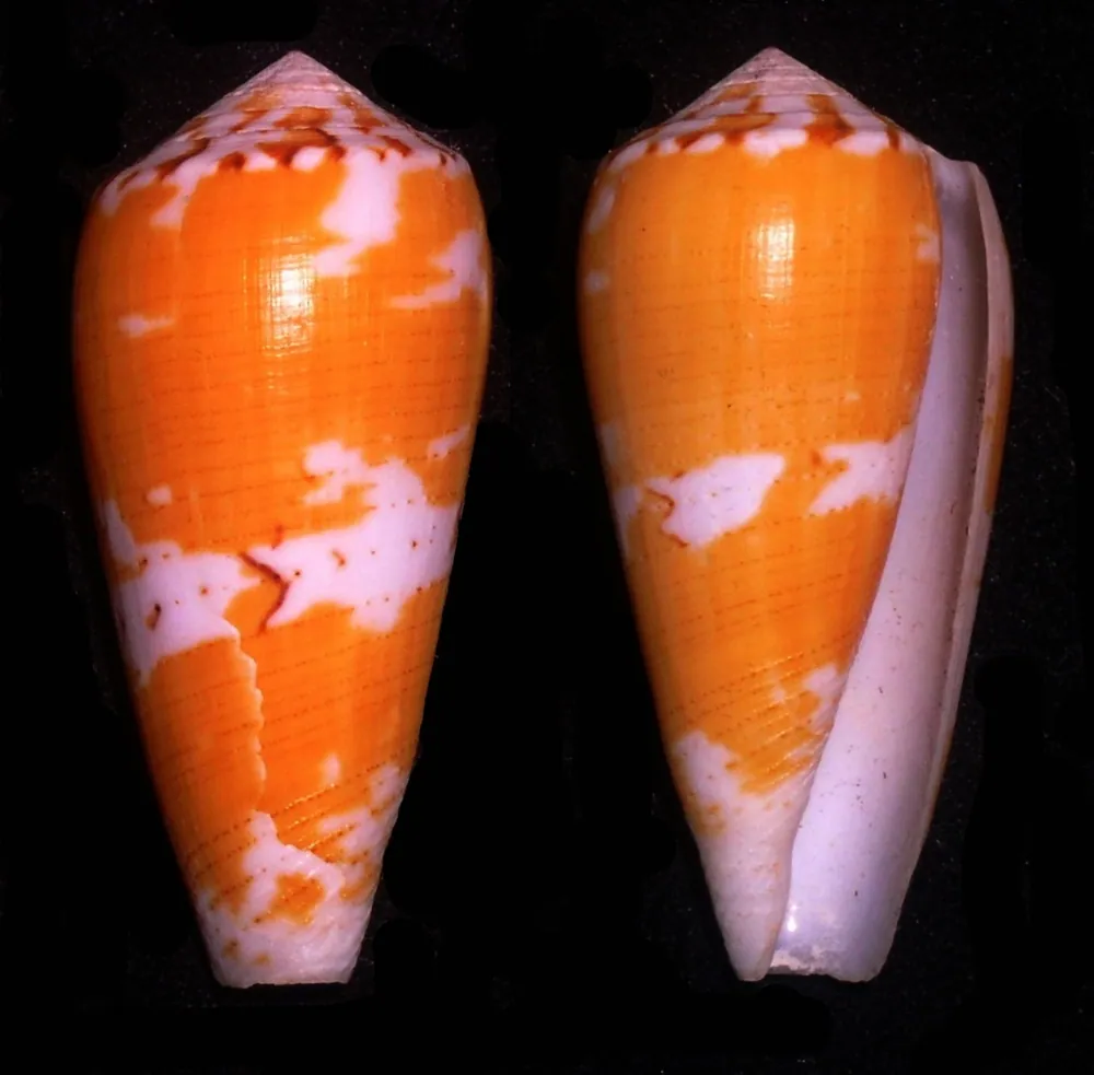 ภาพของMagical cone