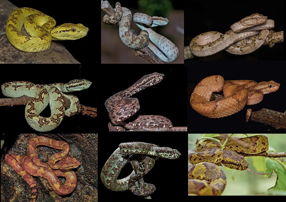 د Malabar pit viper عکس