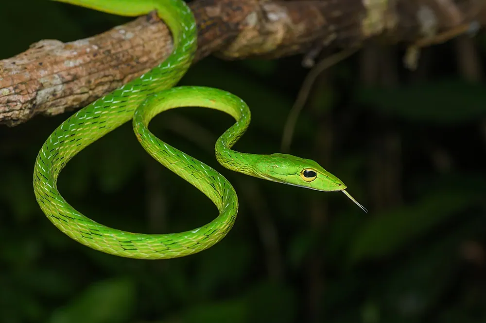 عکس Malayan green whipsnake
