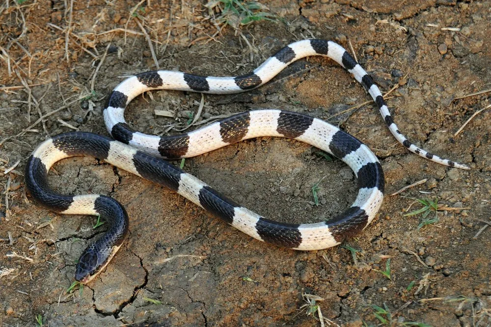 ภาพของMalayan krait