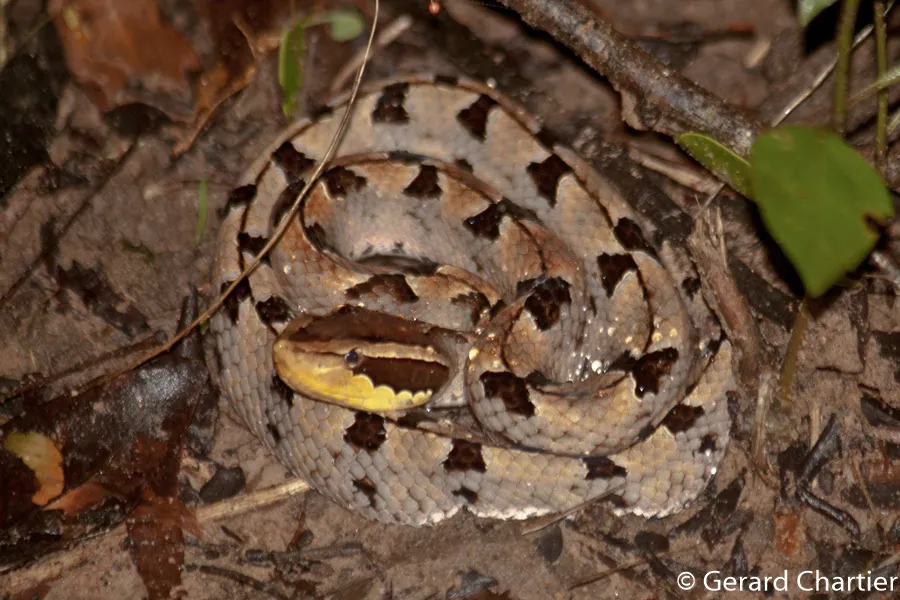 عکس Malayan pit viper