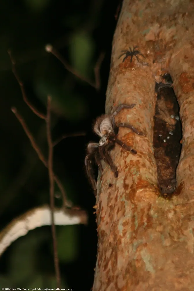عکس Malaysian earthtiger tarantula