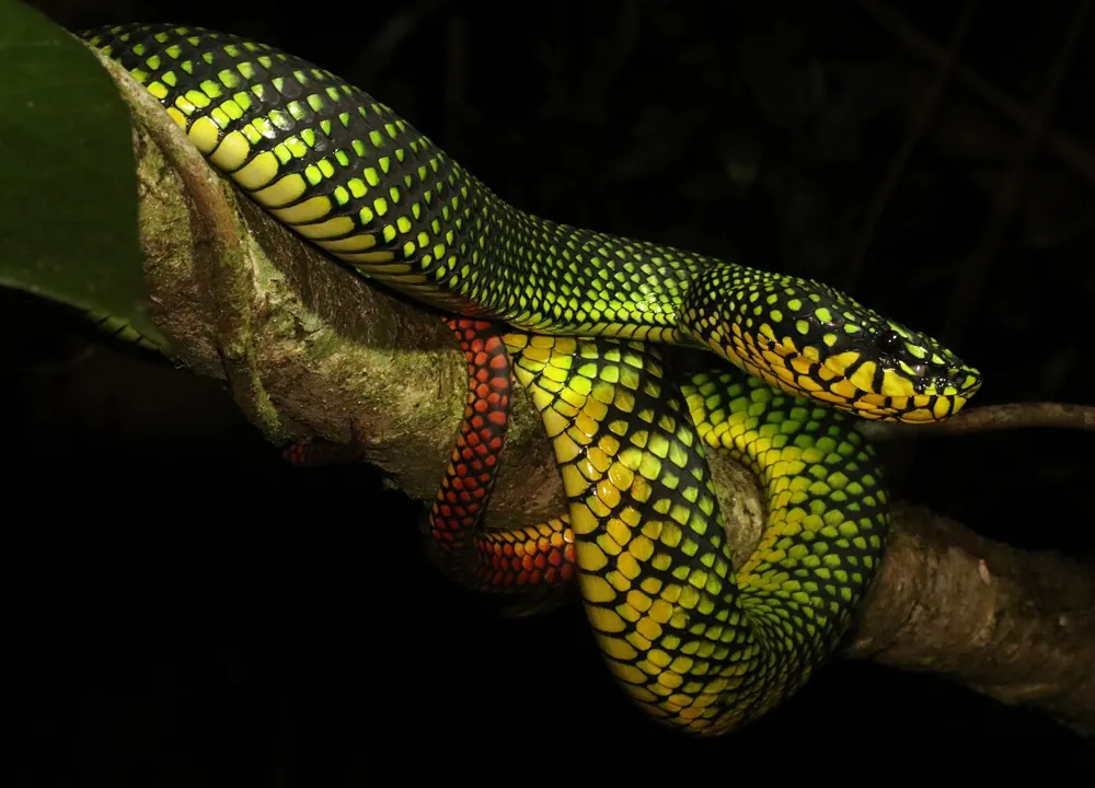 Malcolm's pit viper ఫోటో
