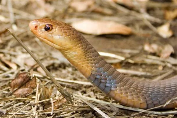د Mali cobra عکس