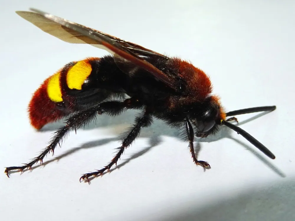 د Mammoth wasp عکس