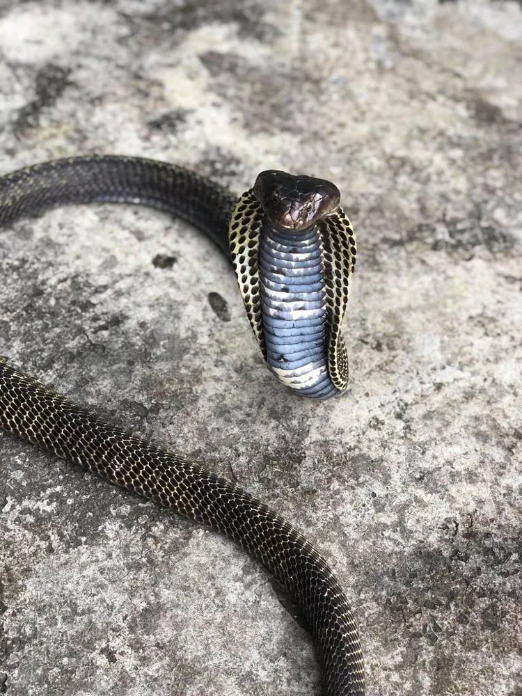 د Mandalay spitting cobra عکس