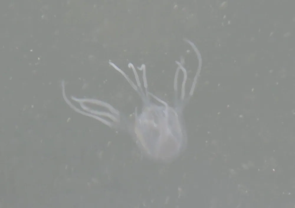 د Mangrove box jellyfish عکس