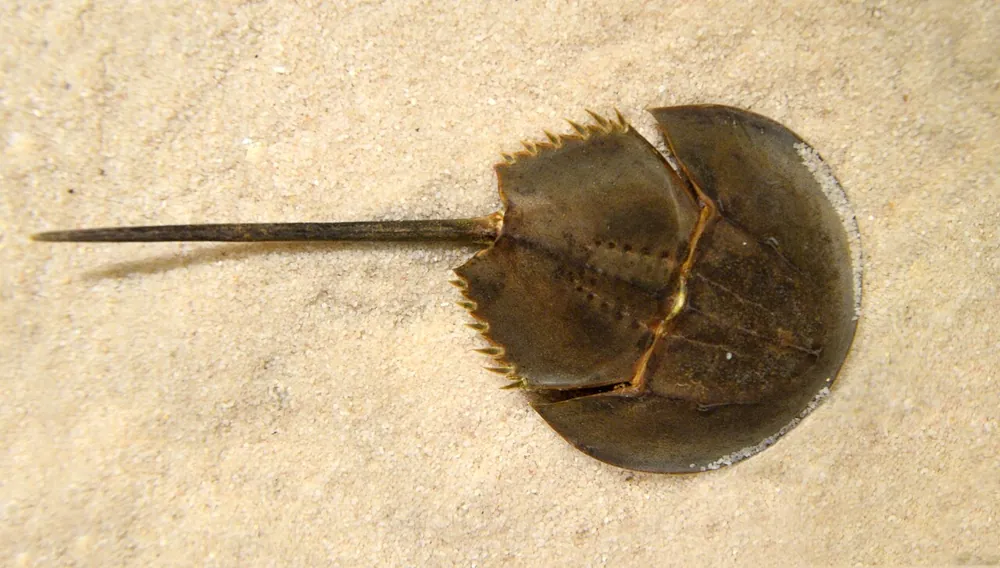 عکس Mangrove horseshoe crab