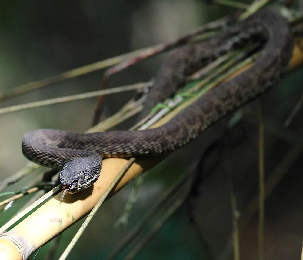 د Mangrove pit viper عکس