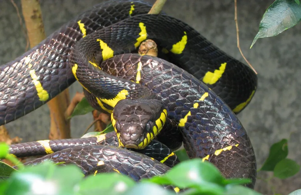 ภาพของMangrove snake