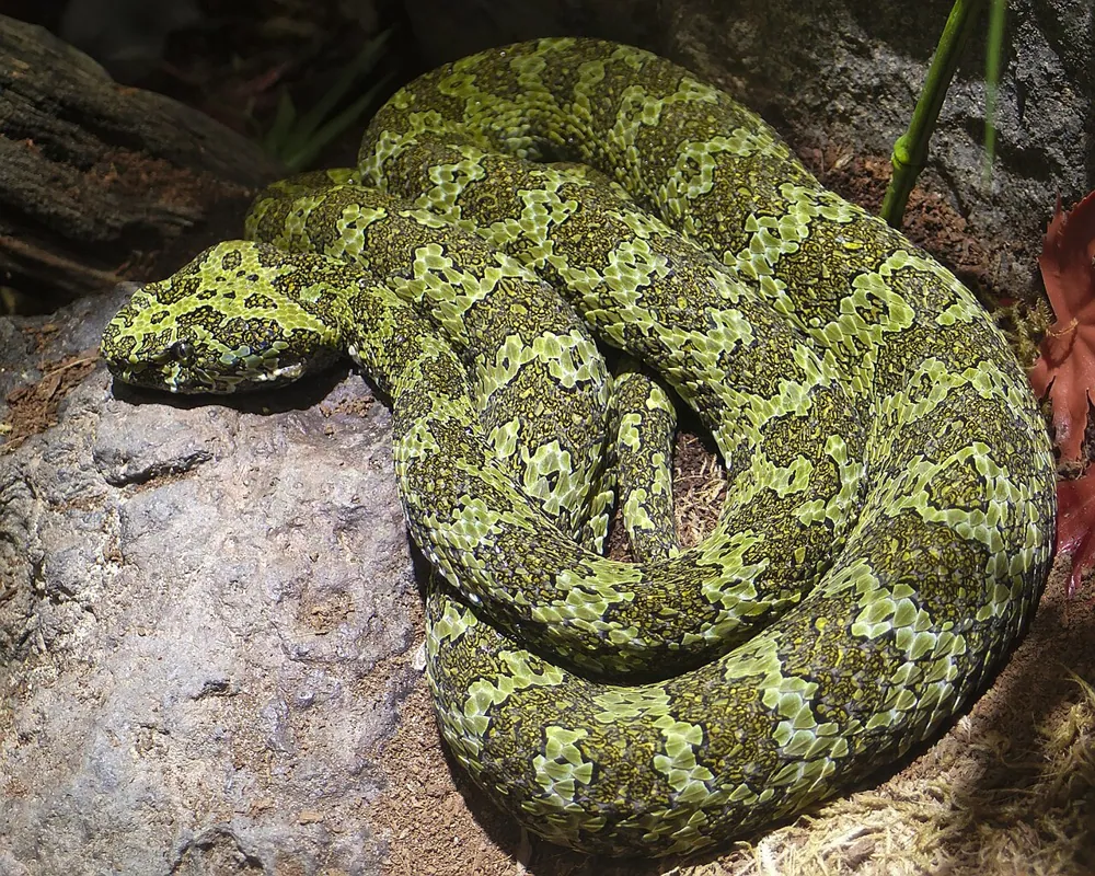 د Mangshan pit viper عکس