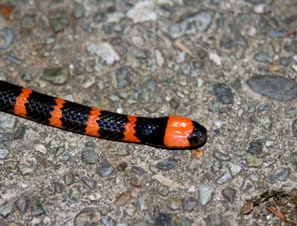 Fotka: Many-banded coral snake