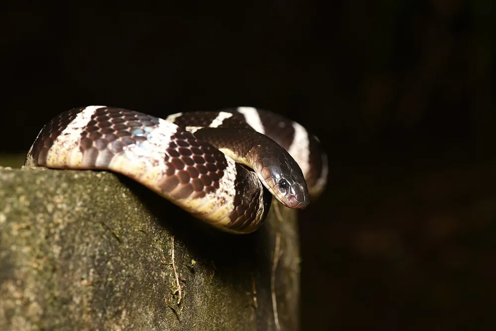 د Many-banded krait عکس