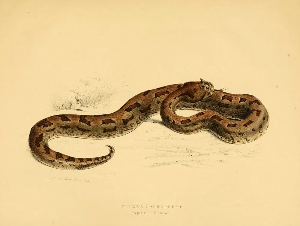 ภาพของMany-horned adder