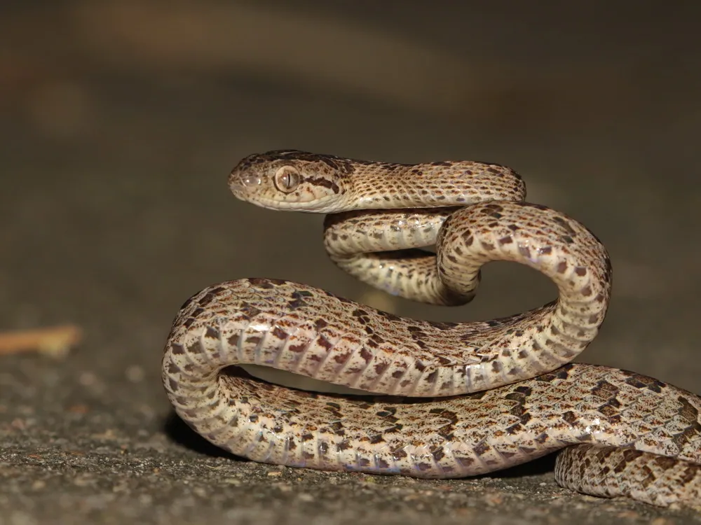 د Many-spotted cat snake عکس