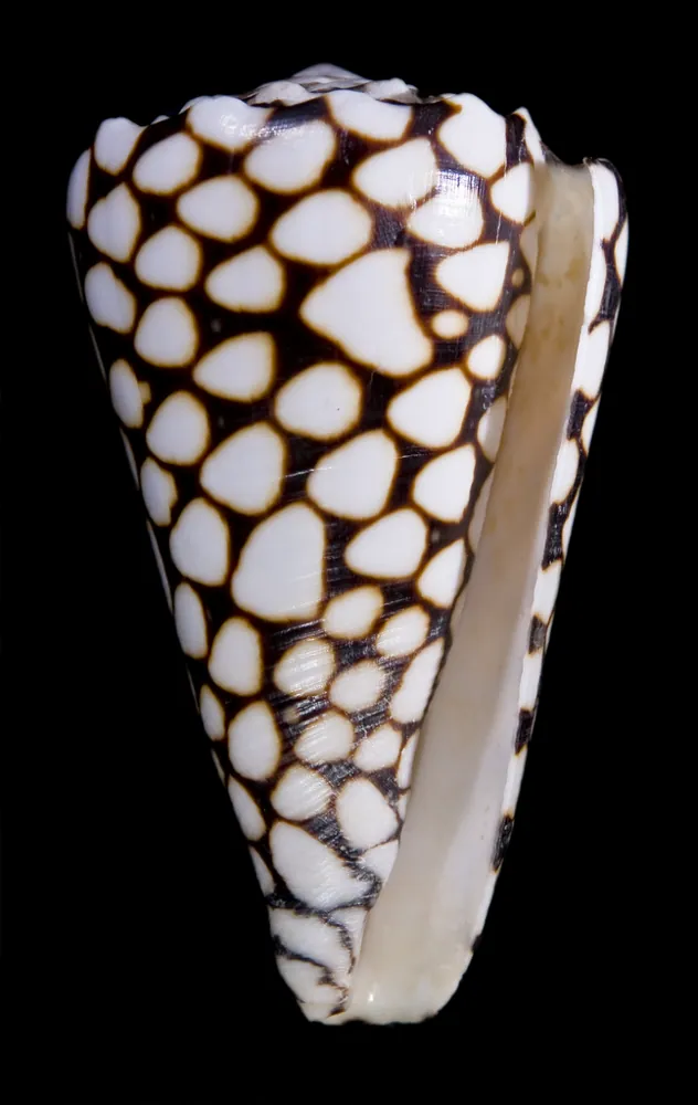 Marbled cone-இன் புகைப்படம்